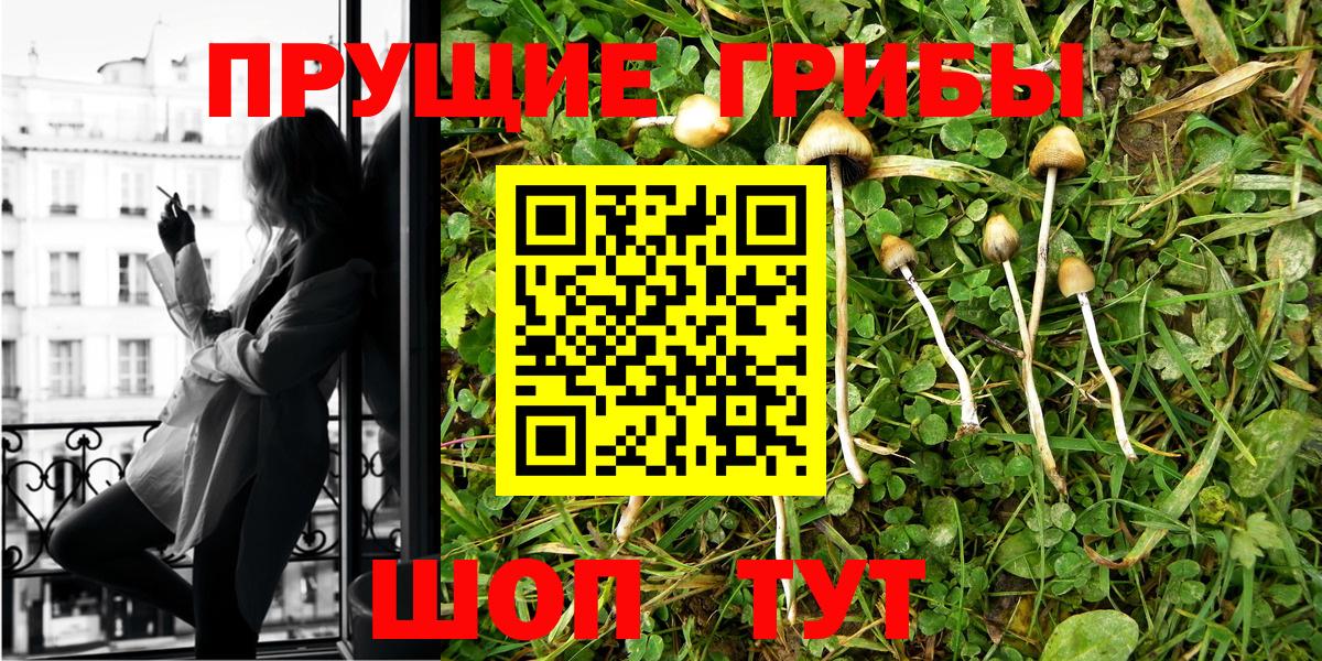 Галлюциногенные грибы Psilocybe Сальск